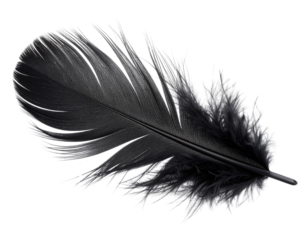 Single black feather gently floating isolated on transparent background PNG