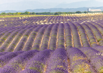Lavender fields on the Plateau of Valensole. Provence, France.