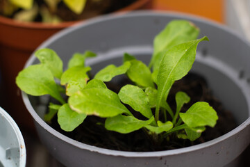 Young Seedlings in a Gray Pot