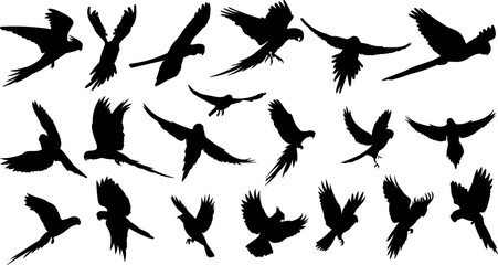 silhouette parrot in different angles, set, vector