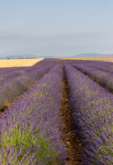 Fields of cereals and blooming lavender and sage on the Plateau of Valensole. Provence, France.