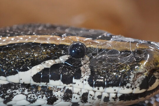Central African rock python