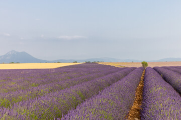 Fields of cereals and blooming lavender and sage on the Plateau of Valensole. Provence, France.
