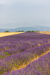 Fields of cereals and blooming lavender and sage on the Plateau of Valensole. Provence, France.
