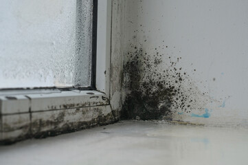 Toxic mold establishes territory along window frame, its microscopic life. biological invasion against fogged glass backdrop. high humidity, condensation of window stimulates development of black mold