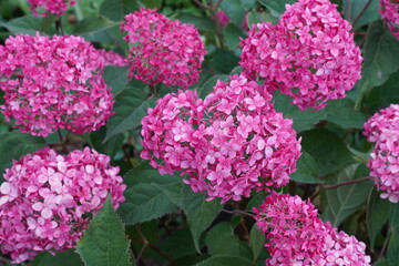 inflorescences with pink flowers of the Annabelle variety on the branches among the green leaves in the ornamental plant nursery and in the botanical garden in summer