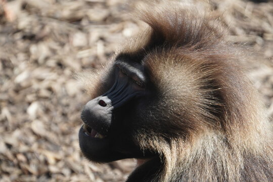 Gelada