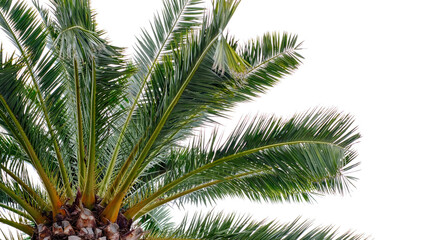 A vibrant close-up of a palm tree's fronds and trunk, set against a bright, clear white background, emphasizing the lush green foliage