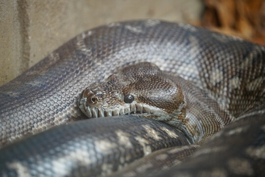 Carpet python
