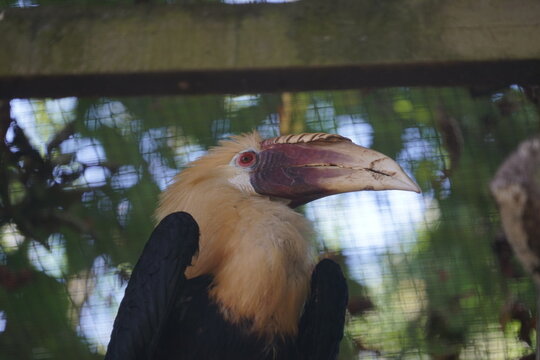 Wreathed hornbill