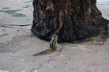 A weathered dead tree stump on a sandy beach by the sea