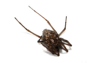 Large Dead House Spider on a White Background