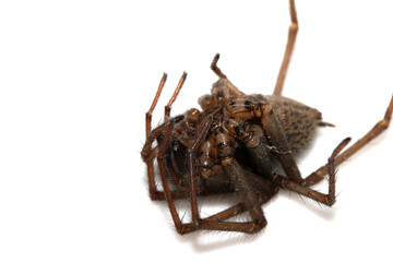 Large Dead House Spider on a White Background