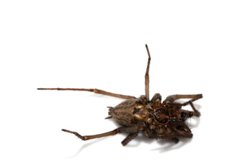 Large Dead House Spider on a White Background