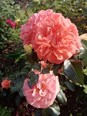 pink roses in garden