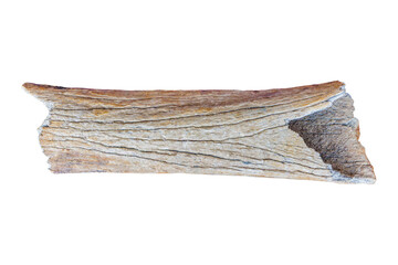 Authentic isolated thigh bone from a woolly mammoth