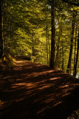 Obraz premium A scenic path through the woods, lined with tall trees and leaves