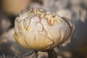 Peony. Close-up of beautiful flowers on a sunny June day against a blurred background.