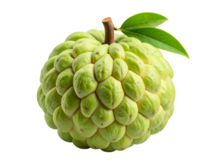  Whole custard apple tropical green fruit with textured skin isolated on transparent background PNG