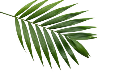 Isolated Palm Leaf