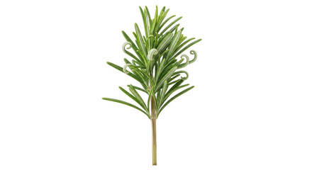 Isolated Rosemary Herb Sprig