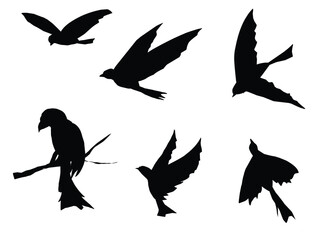 bird silhouette vector eps