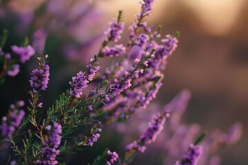 Fototapeta premium Heather flowers blooming in soft sunset light, creating a dreamy and tranquil scene