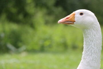 Hausgans