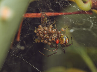 A garden spider tending to it's young