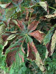 Damage to horse chestnut leaves caused by leaf mining moth caterpillars (Cameraria ohridella)