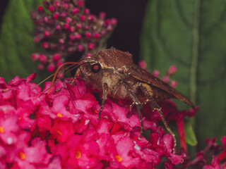 Large Yellow Underwing feeding on a Buddleia at night (Noctua pronuba)