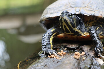 Wasserschildkröte auf einem Baumstamm