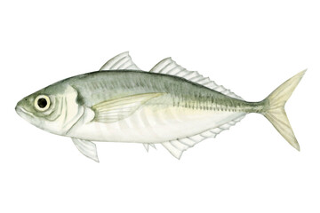 海釣り 魚釣り　魚 アジ　水彩 イラスト