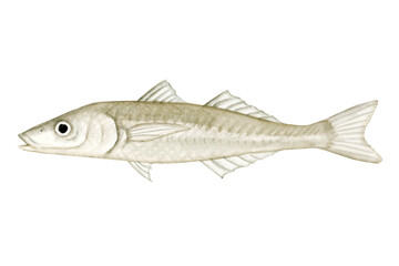 海釣り 魚釣り　魚 キス　水彩 イラスト