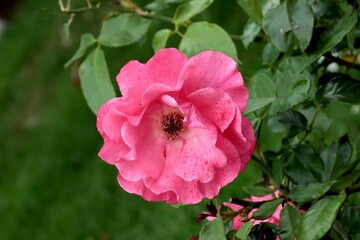 pretty pink roses in the garden