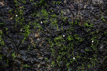 Utricularia striatula Sm. (Lentibulariaceae) from Umphang District, Tak Province, a small carnivorous plant found in relatively moist areas. The flowers are light purple.
