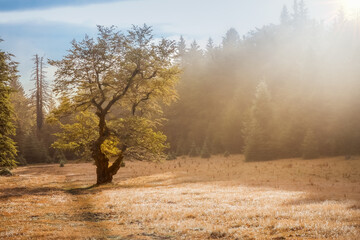 Solitary tree on a misty autumn meadow, glowing in warm sunrise light with a forest in the background. Peaceful natural morning scenery.