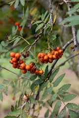 Decorative Rowan Berries, Used in Traditional Crafts and Medicine
