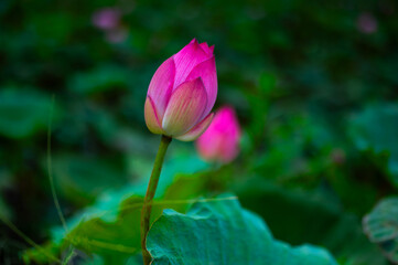 close up of blooming Lotus flower on Green blurred background.Colorful water lily or lotus flower Attraction in the pond .
