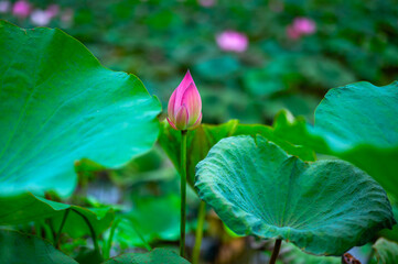 close up of blooming Lotus flower on Green blurred background.Colorful water lily or lotus flower Attraction in the pond .