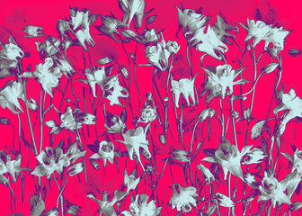 Artistic digital composition of columbine flowers in monochrome shades on a bold magenta background. 