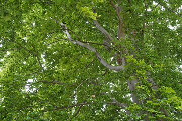Detaillaufnahme einer Rotbuche (Fagus sylvatica) im Naturpark Barnim im Sommer