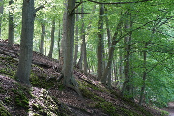 Waldlandschaft im Naturpark Barnim im Sommer