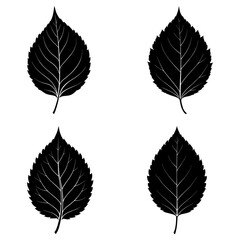 Obraz premium Four black leaf silhouettes with detailed veins arranged in a symmetrical pattern on white background