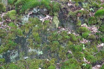 Nahaufnahme eines mossbewachsenen Waldhügels in Naturpark Barnim