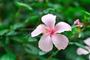 Obraz premium Chinese rose or Hibiscus or Hibiscus rosa sinensis or Hibisceae or Malvaceae , pink hibiscus