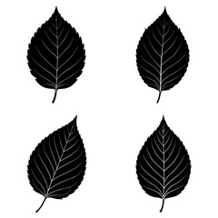 Obraz premium Four black and white leaf silhouettes with prominent veins displayed on a white background neatly arranged