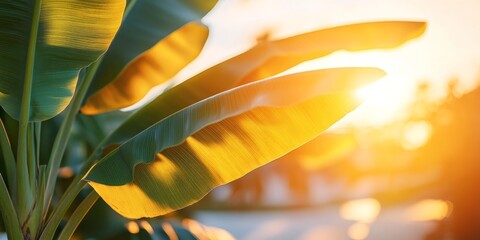 Golden morning sun shines through wide palm-like leaves, creating strong lines and warm light for summer, positivity, and fresh start messages.