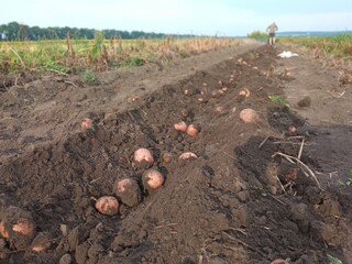the potatoes are ripe, harvesting has begun