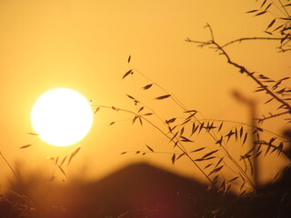 Silhouetted oat-like dry grasses glowing in golden tones at sunset. A peaceful, pastoral scene...